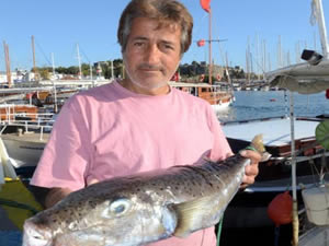 Balıkçı ağlarına Gökova Körfezi'nde 5 kiloluk balon balığı takıldı