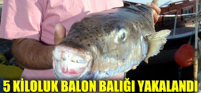 Balıkçı ağlarına Gökova Körfezi'nde 5 kiloluk balon balığı takıldı