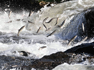 İnci kefalinin muhteşem yolculuğu başladı