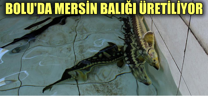 Bolu'da üretilen mersin balıkları nehirlere bırakılacak