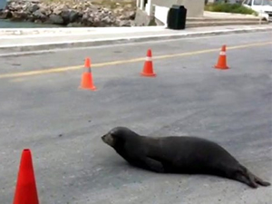 Bodrum'da yolda Akdeniz foku görenler şaşkına döndü