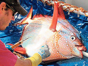 Bilimadamları şaşkın! Sıcak kanlı balık bulundu!