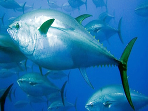 Orkinos avcıları orkinos avı için dümeni Akdeniz'e çevirdi