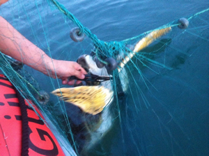 Toplanmayan ağlara dolanan caretta carettayı Sahil Güvenlik kurtardı