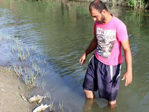 Çanakkale ve Yeşilırmak'ta toplu balık ölümleri