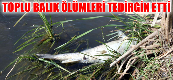 Çanakkale ve Yeşilırmak'ta toplu balık ölümleri