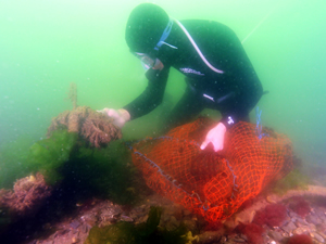 Derin mavilerin cesur işçileri, midye toplayıcısı dalgıçlar!