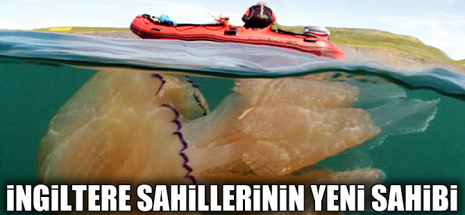 İngiltere kıyıları devasa denizanalarının istilasına uğradı