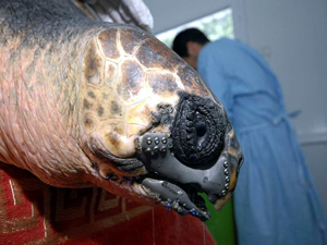 Takma çeneli caretta doğal yaşama hazırlanıyor