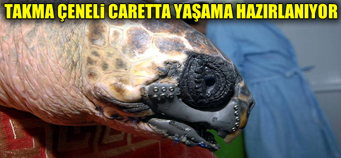 Takma çeneli caretta doğal yaşama hazırlanıyor