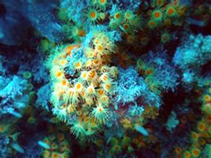 Deniz canlılarına zarar vermeyen çevre dostu gemi boyası üretildi