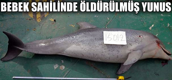 Nesli koruma altındaki afalina türü yunus, tüfekle öldürüldü