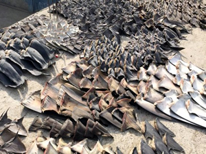 Ekvator'da yüzlerce köpekbalığı yüzgeçleri için katledildi