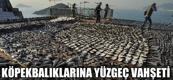 Ekvator'da yüzlerce köpekbalığı yüzgeçleri için katledildi