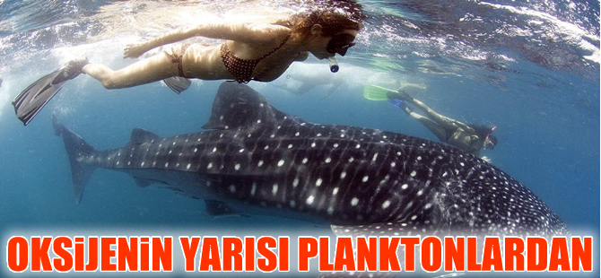 Soluduğumuz oksijenin yarısını planktonlar üretiyor