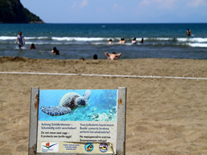 Çevreciler Hatay’da caretta caretta yuvalarını korumaya aldı
