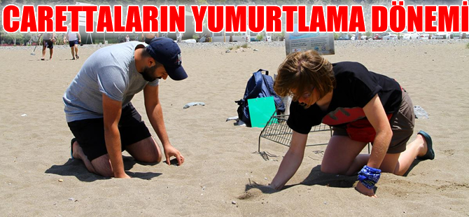 Caretta carettaların yumurtlama dönemi başladı