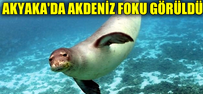 Akyaka’da Akdeniz foku görüldü