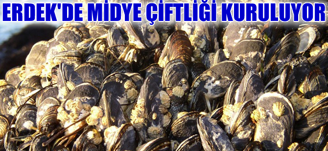 Kocaman Balıkçılık, Erdek’e midye çiftliği kuruyor