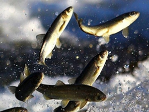 İnci kefali için alınan tedbirler etkisini gösterdi