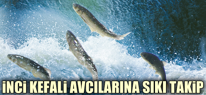 İnci kefali için alınan tedbirler etkisini gösterdi