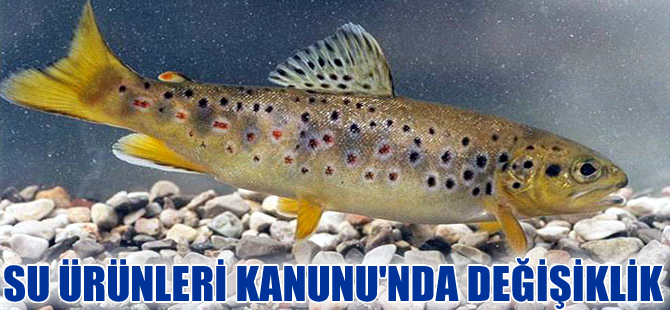 Bakanlık izni olmadan su ürünleri genetik kaynakları yurt dışına çıkarılamayacak