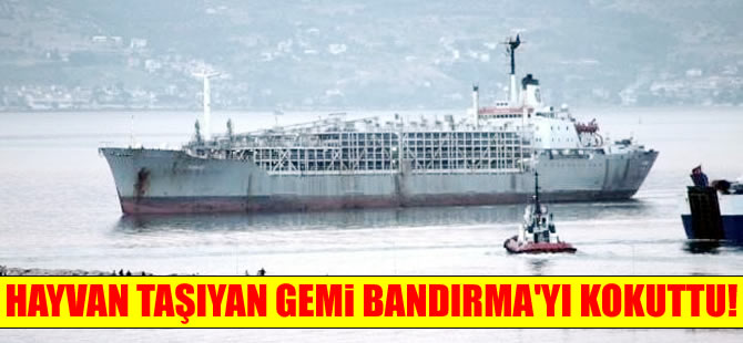 Bandırma Limanı'na gemi ile gelen 9 bin büyükbaş hayvan, ilçeyi kokuttu!