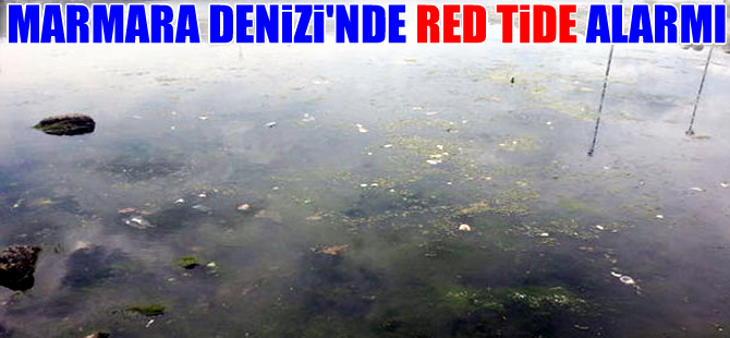 Marmara Denizi artık SOS veriyor
