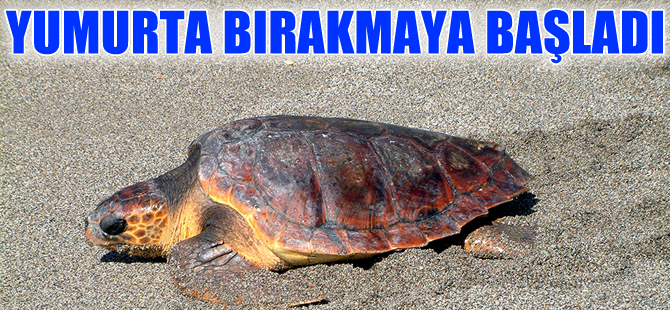 Mersin’de caretta carettalar yumurta bırakmaya başladı