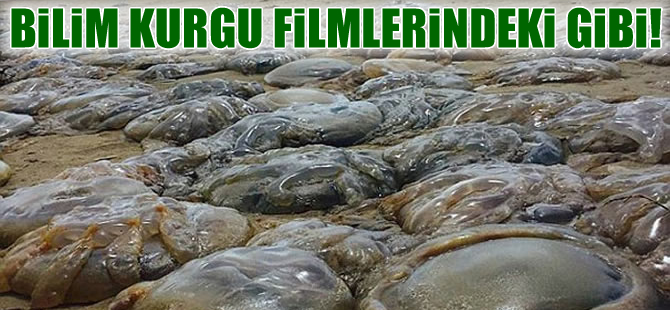 İngiltere sahillerinde korkutan manzara