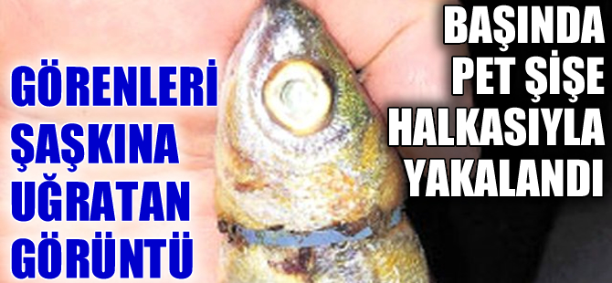 Kafasında pet şişe halkasıyla yakalanan balık görenleri şaşkına uğrattı