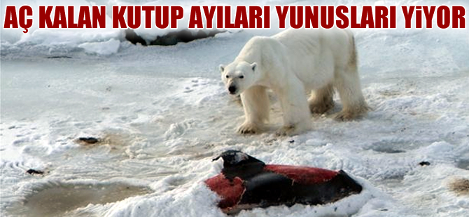 Küresel ısınmadan dolayı yiyecek bulamayan kutup ayıları yunus yiyor