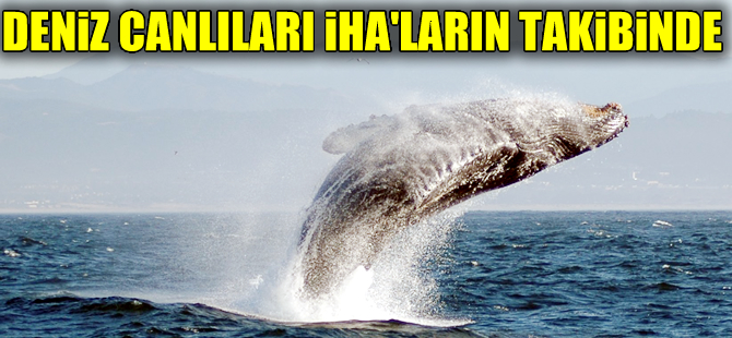 Deniz canlıları artık İHA’larla takip edilecek