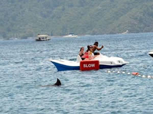 Marmaris'te köpekbalığı paniği!