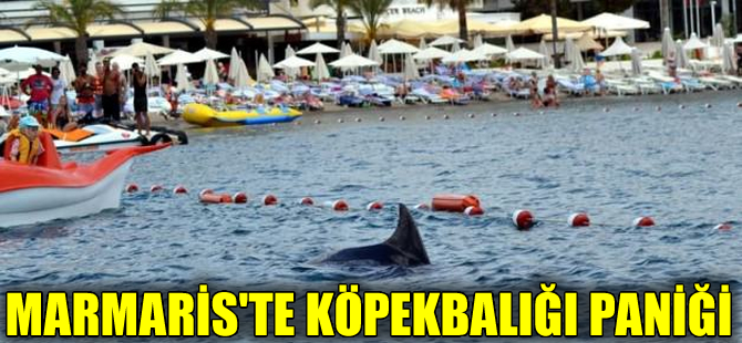 Marmaris'te köpekbalığı paniği!