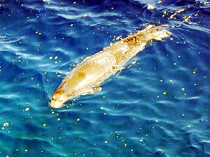 Datça'da yeni bir Akdeniz Foku görüldü