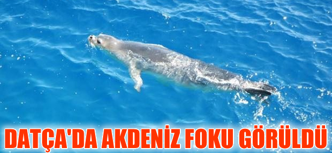 Datça'da yeni bir Akdeniz Foku görüldü