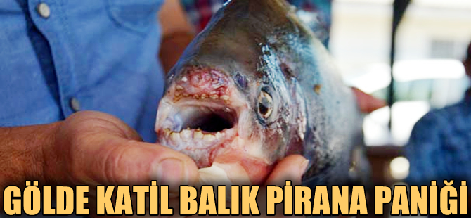 İznik Gölünde 2.5 kilo ağırlığında pirana yakalandı