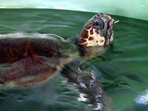 Kaplumbağa “Akut-3″ 3D protez çenesine alıştı
