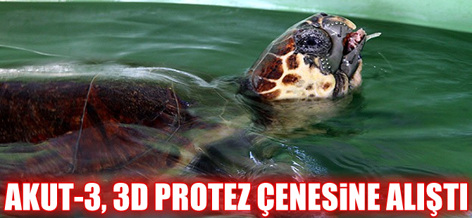 Kaplumbağa “Akut-3″ 3D protez çenesine alıştı