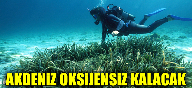 Akdeniz’in akciğerleri için acil önlem alınmalı