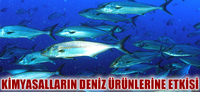 Su ürünleri zehirli kimyasallardan ne kadar etkileniyor