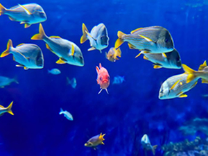 Su ürünleri zehirli kimyasallardan ne kadar etkileniyor