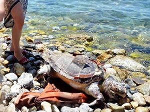 Denizde yaralı bulunan caretta caretta öldü