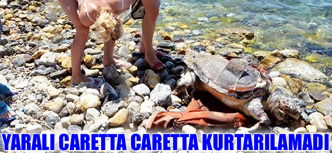 Denizde yaralı bulunan caretta caretta öldü