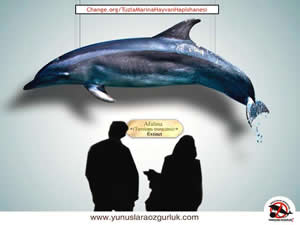 Tuzla Marina Projesi'ndeki yunus parkı için imza kampanyası