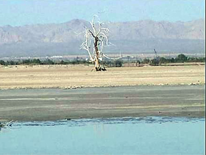 Salton Denizi küresel ısınmaya dayanamadı