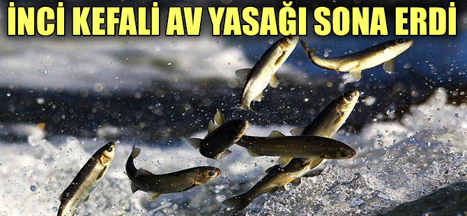 Van Gölü'nde İnci Kefali av yasağı sona erdi