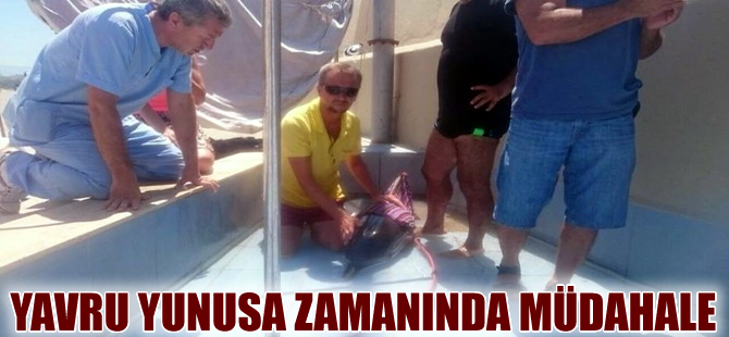 Kuşadası'nda sahile vuran yavru yunusa zamanında müdahale