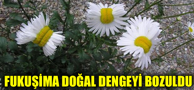 Fukuşima'da nükleer sızıntı bitkileri etkiliyor